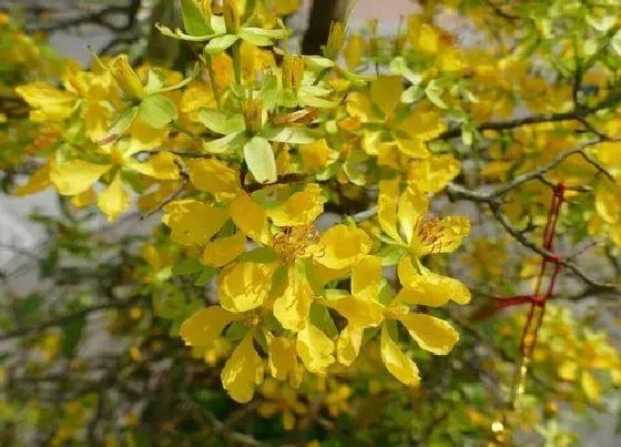 植物百科|迎春花又叫什么花