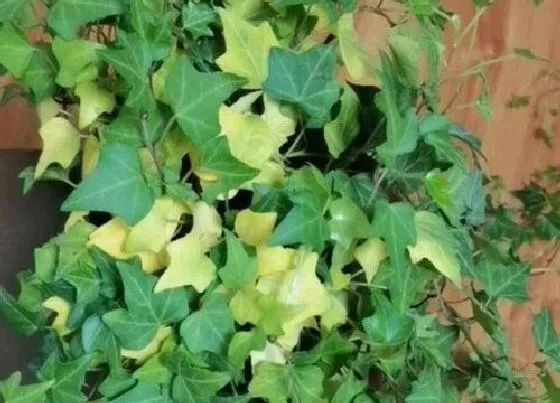 植物繁殖|常春藤怎么繁殖方法和注意事项