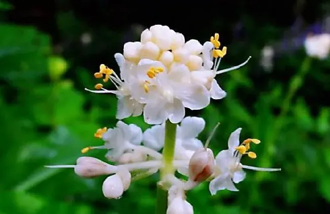 花语|杜若的花语和寓意