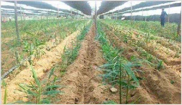 生姜遮阴栽培的作用是什么?有哪些遮阴技巧? | 养殖技术