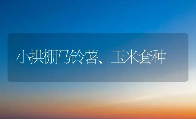 小拱棚马铃薯、玉米套种 | 粮油作物种植