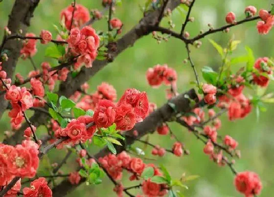 开花时间|牡丹海棠一年开几次花 花期有多长时间