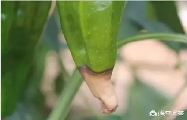 植物病害|辣椒得了脐腐病用什么农药打（辣椒脐腐病症状及防治方法）