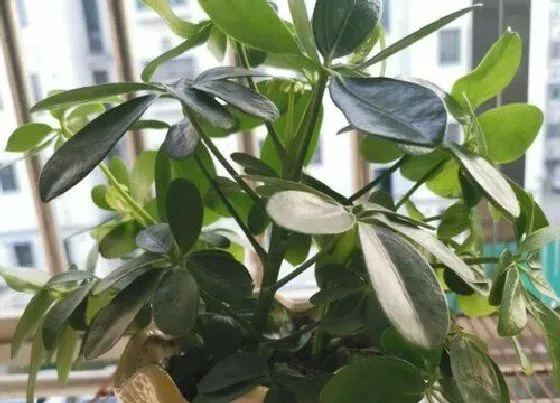 冬天植物|鸭脚木冬天会冻死吗