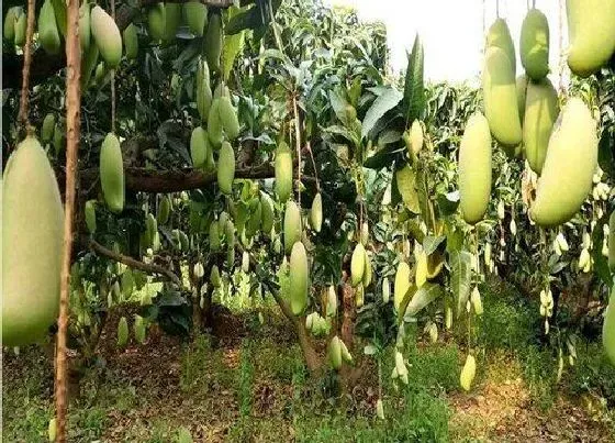 植物修剪|芒果树修剪最佳时间