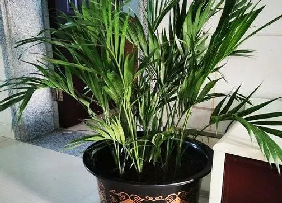 植物百科|散尾葵开花好不好