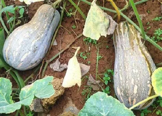 种植管理|南瓜什么季节种植合适