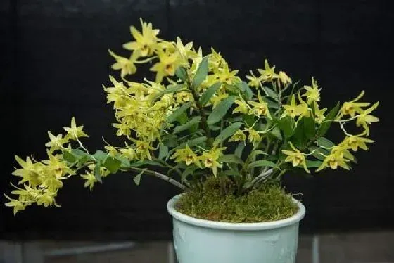 植物百科|石斛可以淋雨吗 下雨天可以放外面淋雨吗