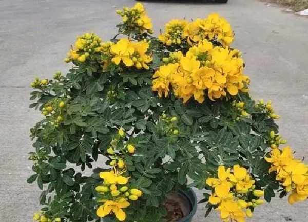 植物扦插|黄花槐几月份扦插最好