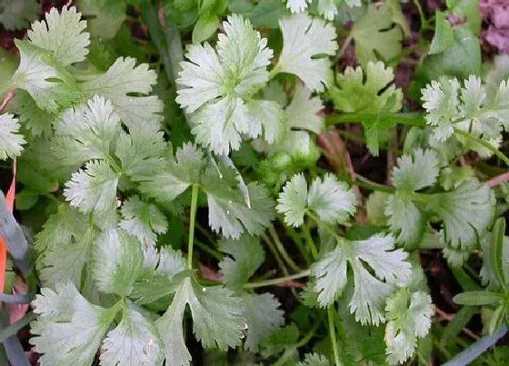 植物百科|和香菜很像的草叫什么