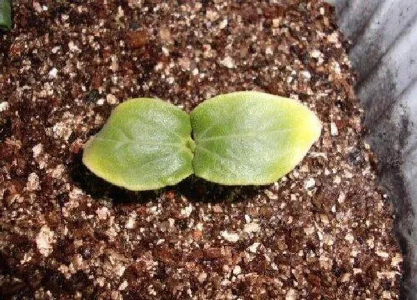 植物发芽|植物发芽的过程