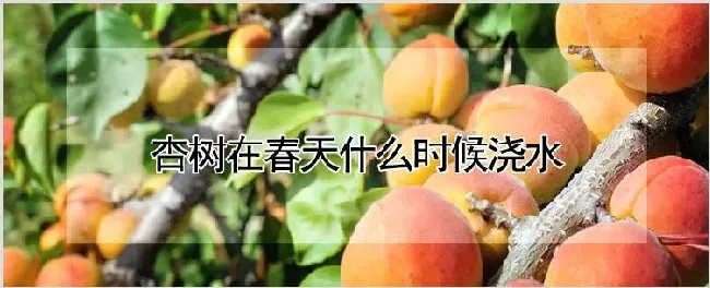 杏树在春天什么时候浇水 | 种植技术