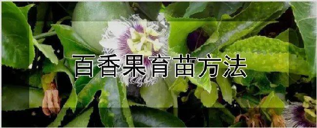 百香果育苗方法 | 种植技术