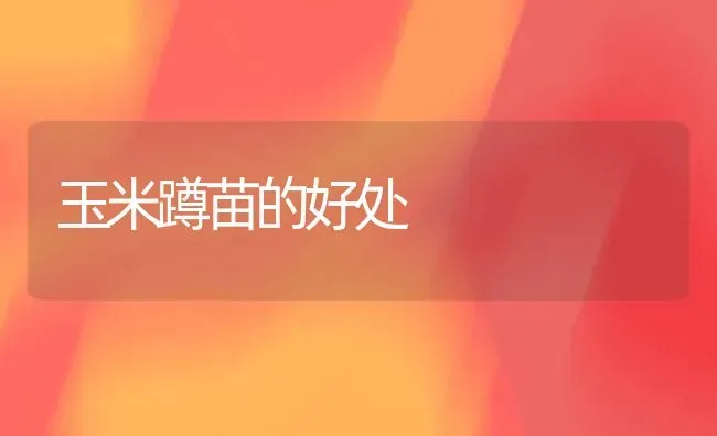 玉米蹲苗的好处 | 粮油作物种植