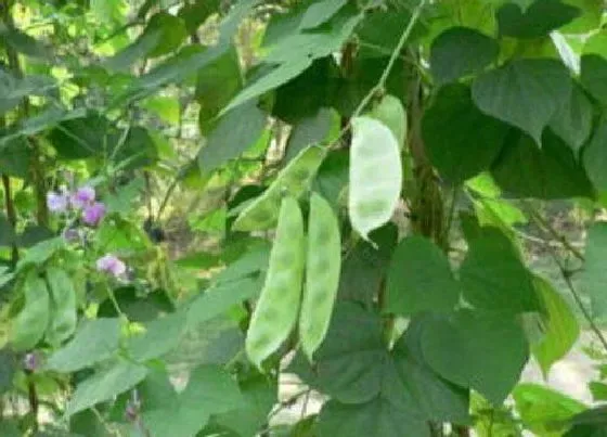 种植管理|扁豆种植技术和最佳播种时间，扁豆高产的栽培与管理方法）