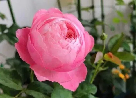 花之最|无病虫害勤花的月季品种 什么月季抗病强抗虫性好