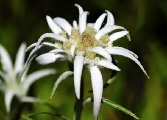 花卉百科|奥地利的国花是什么花