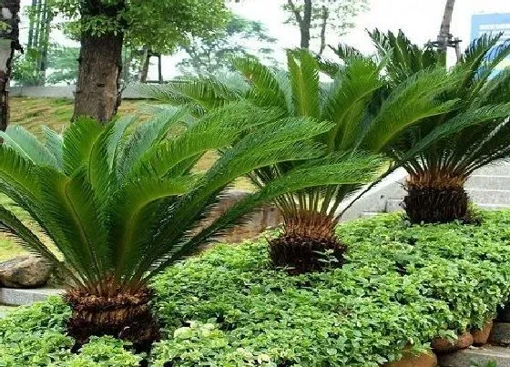 种植位置|铁树可以种在院子里吗