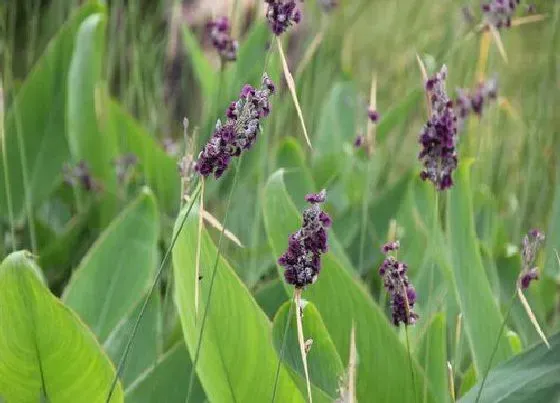 花期|再力花花期是什么时候