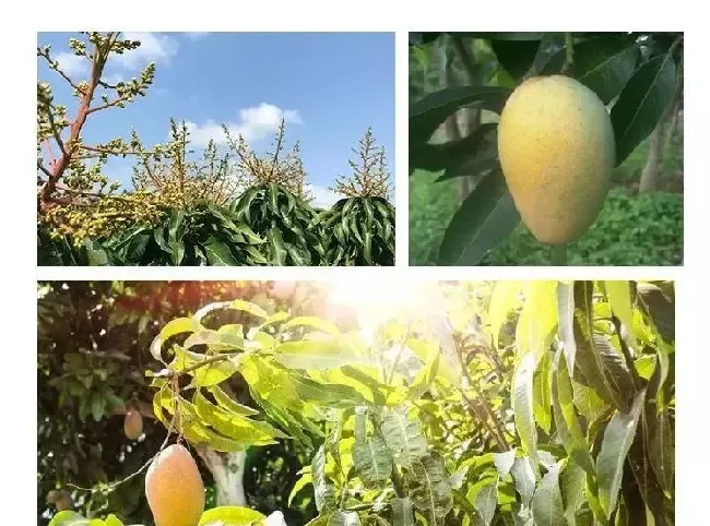 芒果树流胶病症状发病条件及防治措施介绍 | 种植病虫害