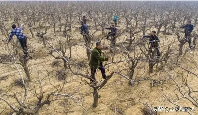 植物修剪|为什么果树大量修剪要在冬季进行，果树冬季修剪注意事项）