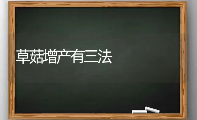 草菇增产有三法 | 食用菌种植