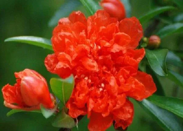 植物浇水|石榴花需要每天浇水吗