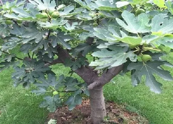 养殖科普|无花果喜阴还是喜阳光的植物