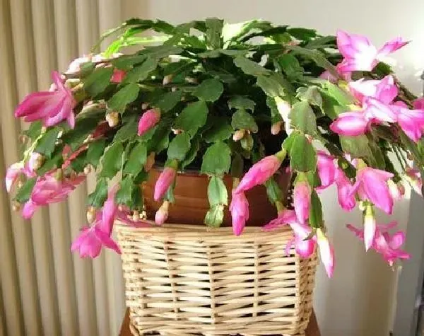 植物浇水|蟹爪兰多久浇一次水 浇水时间与频率