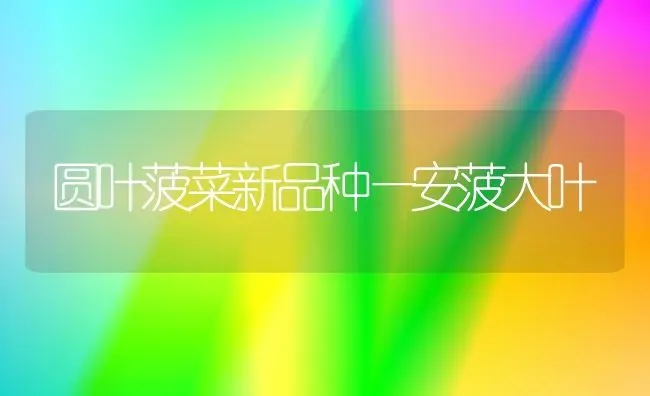 圆叶菠菜新品种—安菠大叶 | 蔬菜种植
