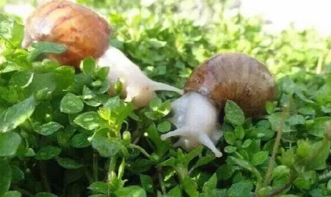植物虫害|菜叶上鼻涕虫蜗牛用什么方法杀死（怎么防治能彻底消灭）