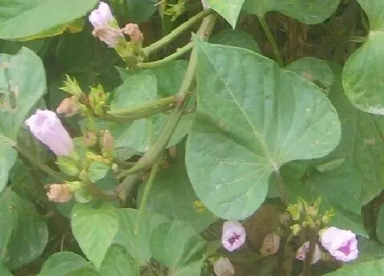 植物百科|番薯会开花吗 属于开花植物