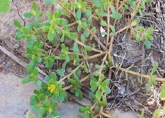 植物播种|长寿菜怎么留种子