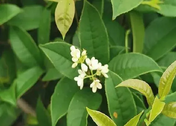植物毒性|四季桂花香有毒吗