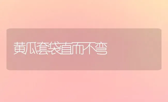 黄瓜套袋直而不弯 | 蔬菜种植