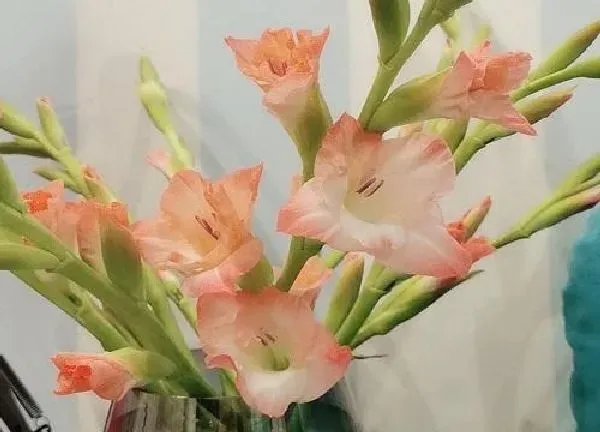 养殖科普|兰花有几种品种名字和图片 最常见的兰花有多少种类