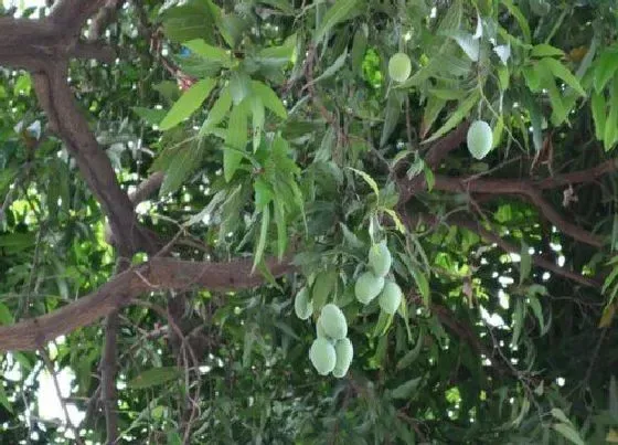 果实成熟|大青芒什么季节成熟上市