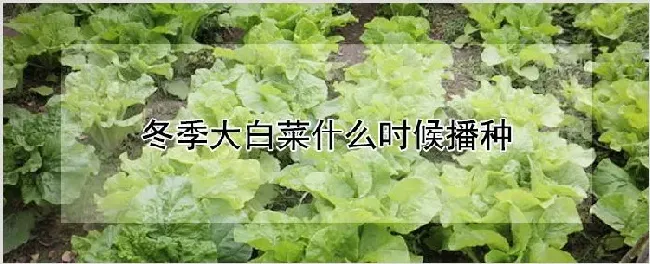 冬季大白菜什么时候播种 | 养殖技术