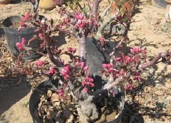 种植土壤|桃树适合什么土壤种植