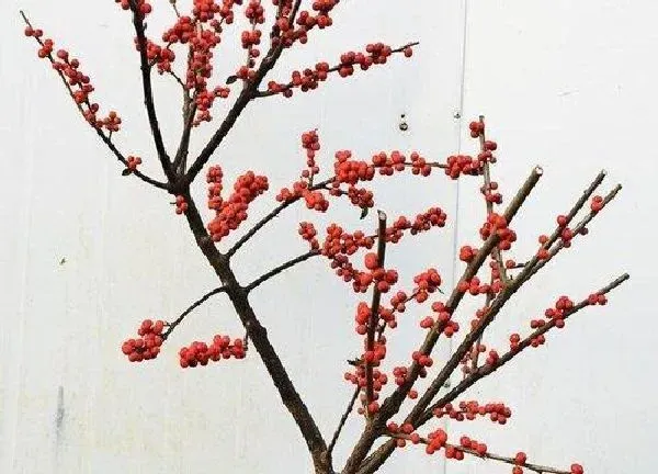 养殖科普|相思豆能养多久