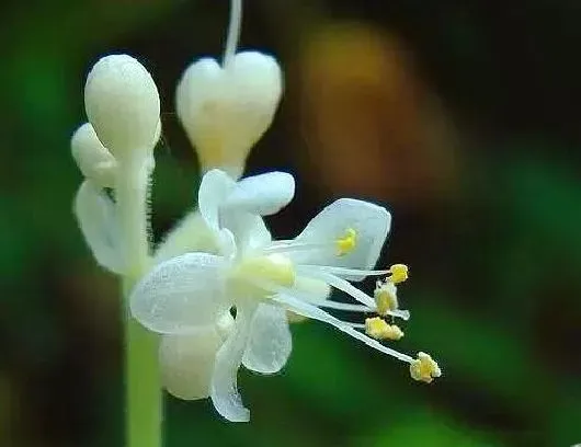 花语|杜若的花语和寓意