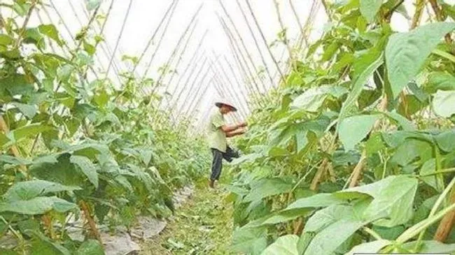 种植管理|扁豆种植技术和最佳播种时间，扁豆高产的栽培与管理方法）