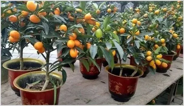 家庭盆栽金桔怎么种怎么养？具体方法分享给你！ | 种植资料