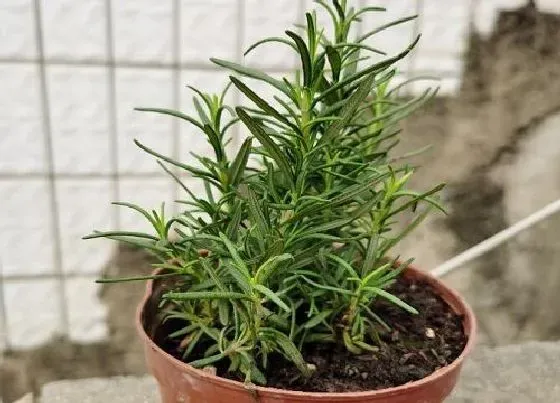 植物种类|驱蚊的植物盆栽有哪些 驱蚊种什么植物