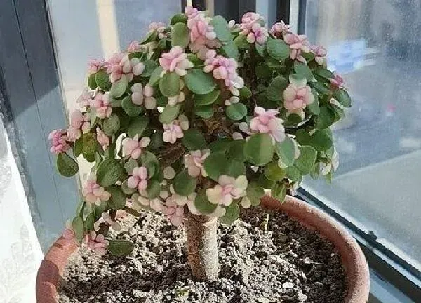 植物移栽|金枝玉叶夏天可以换盆吗 换盆需要注意什么