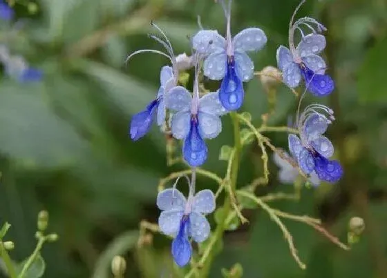 开花时间|蓝蝴蝶一年开几次花