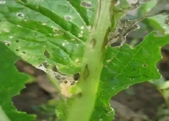 植物病害|白菜炭疽病的发病原因与治疗方法