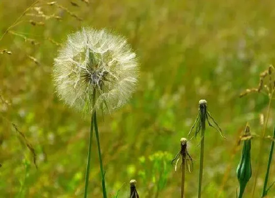 植物百科|蒲公英在农村叫什么