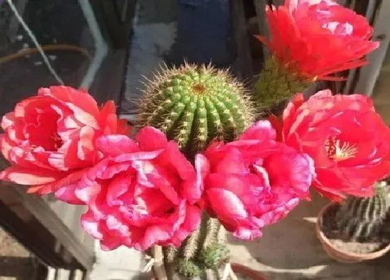 花期|毛花柱一年开几次花