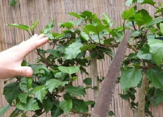 植物修剪|朱槿牡丹怎么修剪 修剪方法与技术要点